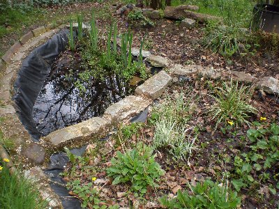 The bog pond coming back to life.